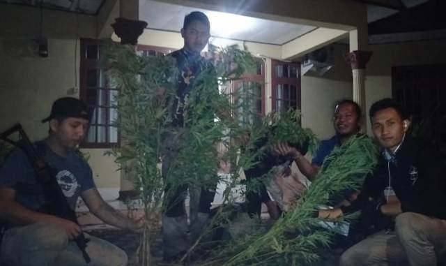 Breaking News, Polres Kerinci Temukan 2 Hektar Ladang Ganja