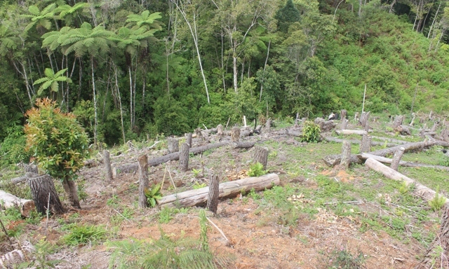 Ratusan Batang Kayu Pinus Ditebang di KM 15 Puncak