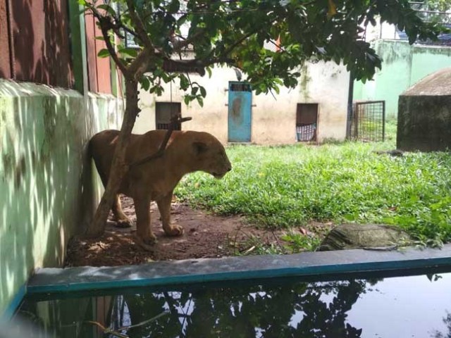 Singa di Taman Rimba. Foto: Wawan/Serujambi.com