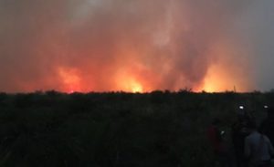 Kebakaran Hutan Riau Semakin Meluas