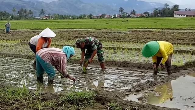 Babinsa Dampingi Petani Tanam Padi