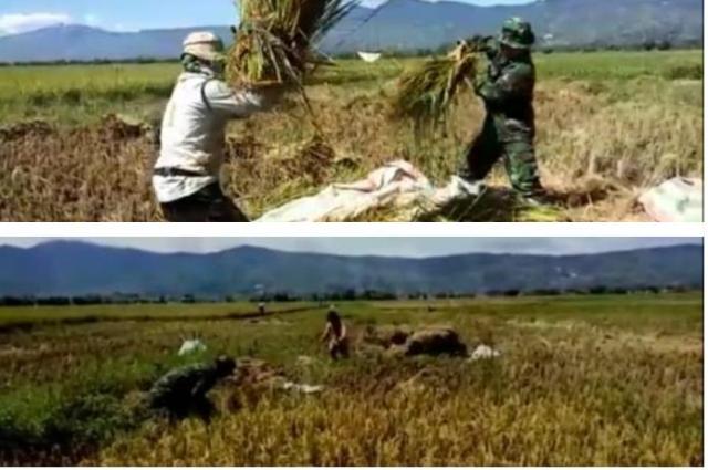 Babinsa Gunung Kerinci Bantu Petani Panen