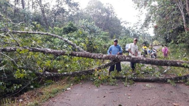 Hujan Angin, Pohon Tumbang Putuskan Aliran Listrik