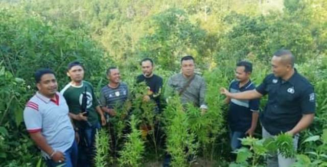 Polisi Temukan Tiga Titik Tanaman Ganja Dalam Kebun Kopi Warga di Desa Jujun Kecamatan Keliling Danau Kabupaten Kerinci Provinsi Jambi