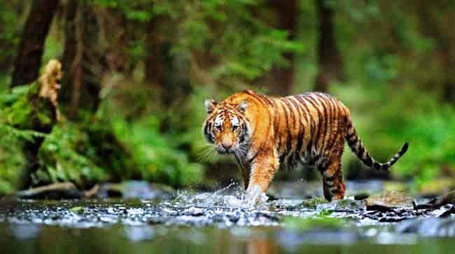 Video Penampakan Harimau Sumatera di Kerinci