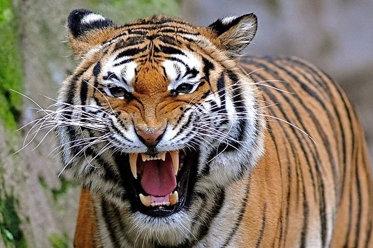 BKSDA Sebut Belum Ketemu Terkait Tiga Harimau di Mestong