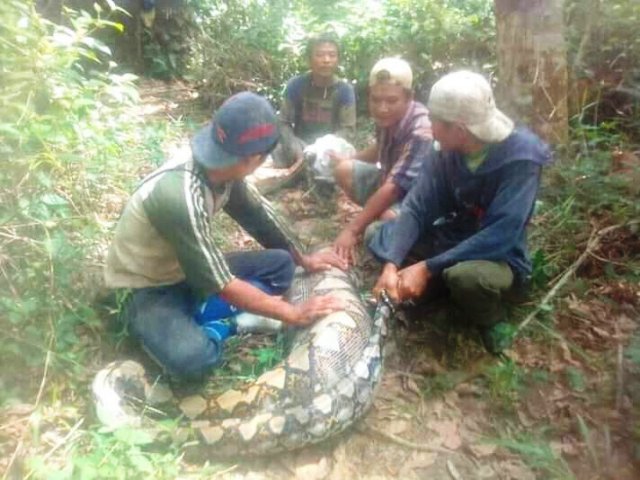 Ular Phyton 6 Meter Gegerkan Warga Bungo