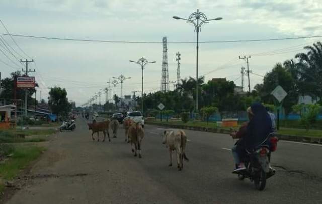 Sering Terjadi Kecelakaan, Warga Tebo Keluhkan Hewan Ternak Berkeliaran di Jaran Raya