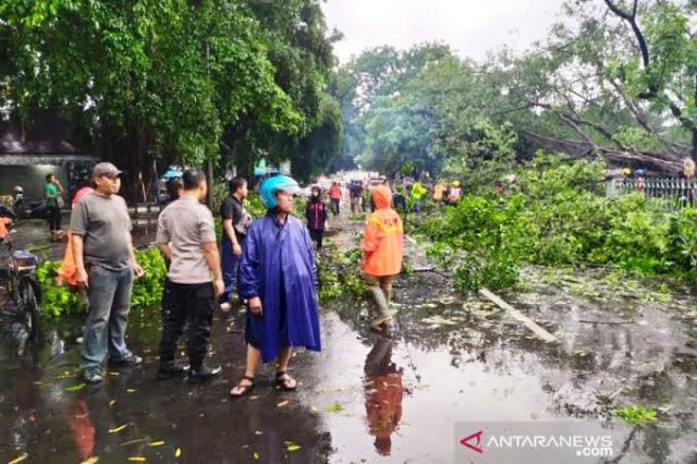 Solo Dihantam Puting Beliung, Sejumlah Pohon Tumbang Timpa Mobil