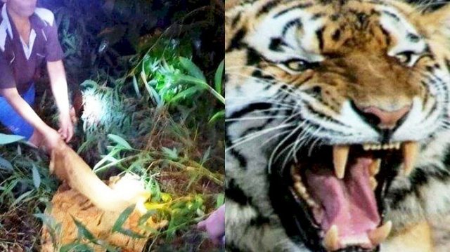 Herman Deru Minta Petugas Tangkap Harimau yang Resahkan Warga