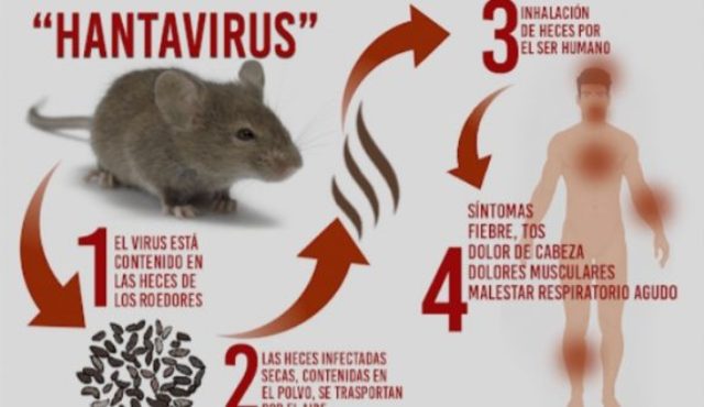 Belum Usai Corona, Kini Muncul Virus Hanta yang Viral di Medsos