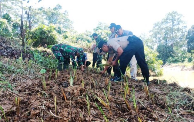 Kapolsek Pamenang Tanam Rumput Vitiper Untuk Mencegah Terjadinya Longsor