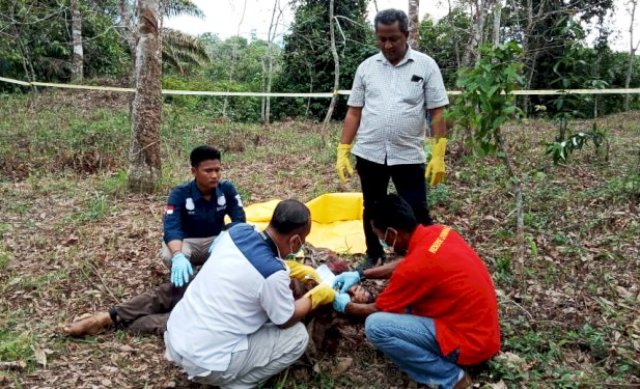 Penemuan Mayat Pria di Area Perkebunan Sarolangun