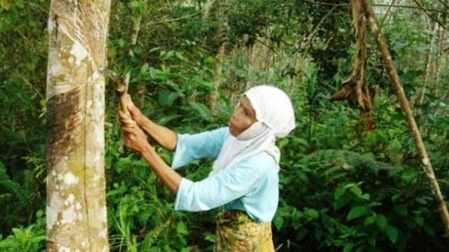 Harga Karet Anjlok dan Jauh Dari Harapan Petani