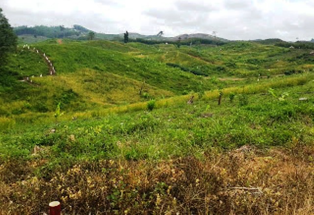 Tanaman Masyarakat Diracuni Oleh PT WKS dengan Drone