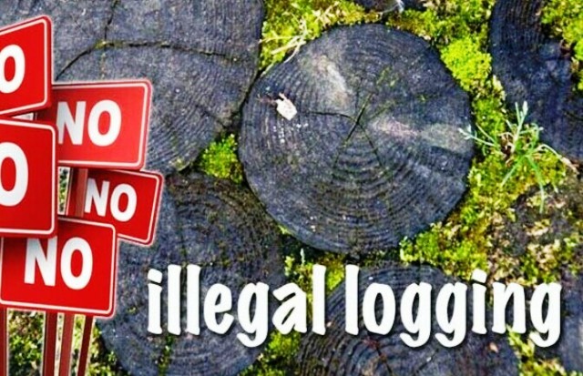 Oknum Polisi Divonis 1 Tahun Penjara Terkait Terlibat Illegal Logging di Tebo