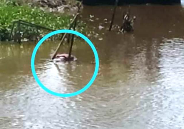 Heboh! Penemuan Mayat Mengapung di Sungai Batang Merao