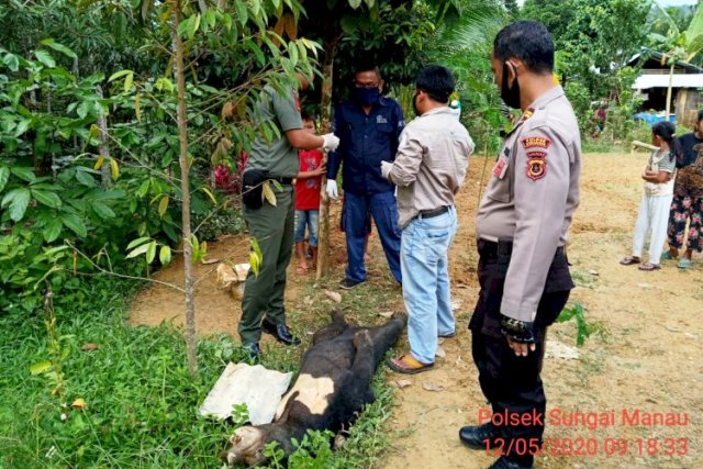 Beruang Mati Ditemukan Warga Benteng Sungaimanau Merangin