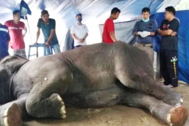 Gajah Bernama Yanti di Taman Rimbo Jambi Mati