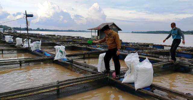 Pantau Kerambah Ikan, Al Haris : Perlu Tingkatkan Nilai Tambah