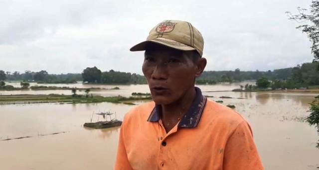 Curah Hujan Tinggi, Ratusan Hektar Sawah di Sarolangun Diterjang Banjir