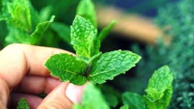 10 Mafaat Daun Mint