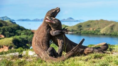 Riset Sebut Komodo Bukan Berasal dari Indonesia Riset Sebut Komodo Bukan Berasal dari Indonesia