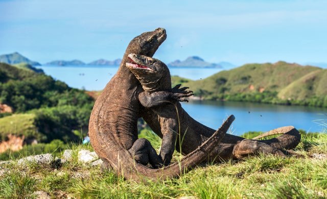 Riset Sebut Komodo Bukan Berasal dari Indonesia