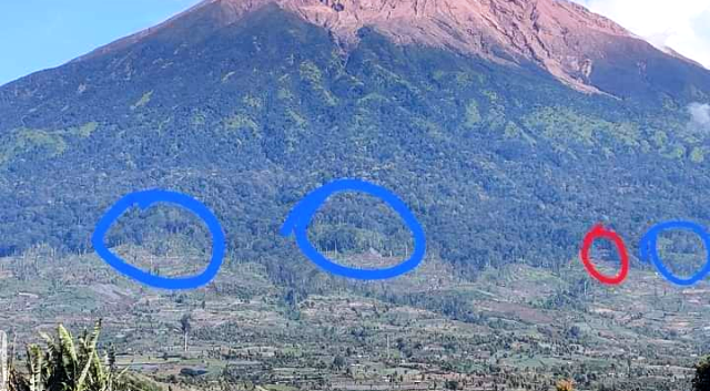 Hutan Gunung Kerinci Semakin Gundul