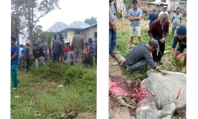 PT. KMH Bayar Denda Adat Beras Seratus Kerbau Seekor ke Rencong Telang