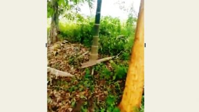 100 Batang Kulit Manis Warga Desa Maliki Air Digondol Maling