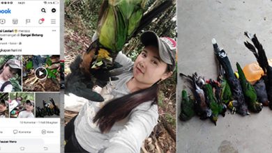 Parah..!! Wanita Asal Kerinci Ini Tega Buru Satwa Yang Dilindungi UUD Parah..!! Wanita Asal Kerinci Ini Tega Buru Satwa Yang Dilindungi UUD
