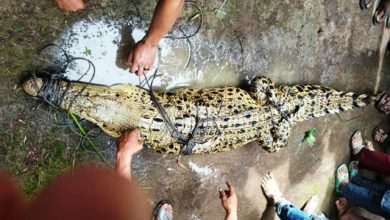 Warga Desa Parit Bilal Resah Oleh Tiga Ekor Buaya, Satu Ekor Berhasil Diamankan Warga Desa Parit Bilal Resah Oleh Tiga Ekor Buaya, Satu Ekor Berhasil Diamankan