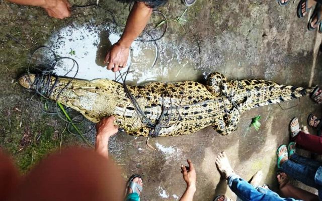 Warga Desa Parit Bilal Resah Oleh Tiga Ekor Buaya, Satu Ekor Berhasil Diamankan