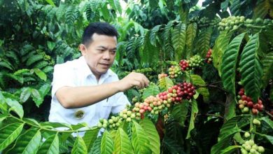 Al Haris: Kopi Robusta Merangin Sudah Bersertifikat Al Haris: Kopi Robusta Merangin Sudah Bersertifikat