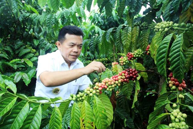 Al Haris: Kopi Robusta Merangin Sudah Bersertifikat