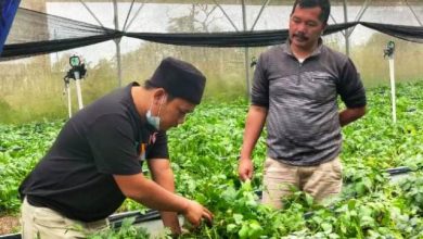 Ini Sosok Sentral Kemenangan Haris-Sani di Kerinci Ini Sosok Sentral Kemenangan Haris-Sani di Kerinci