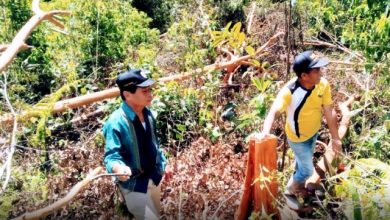 Warga Semurup Pelaku Babat Kulit Manis Kebal Hukum
