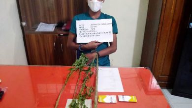 Polsek Jangkat Amankan Pemuda Penanam Ganja Polsek Jangkat Amankan Pemuda Penanam Ganja