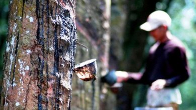 Harga Karet di Batang Hari Merangkak Naek Harga Karet di Batang Hari Merangkak Naek