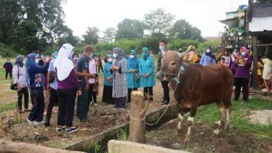 Warga Legok Dapat Bantuan Hewan Kurban dari Ketua TP PKK Provinsi Jambi