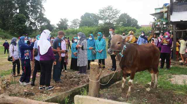 Warga Legok Dapat Bantuan Hewan Kurban dari Ketua TP PKK Provinsi Jambi