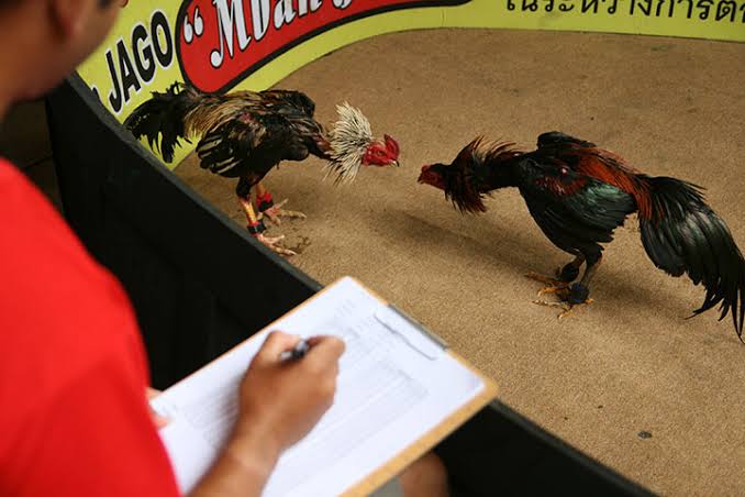 Lagi! Sabung Ayam di Kerinci Marak, Polisi Diminta Bertindak