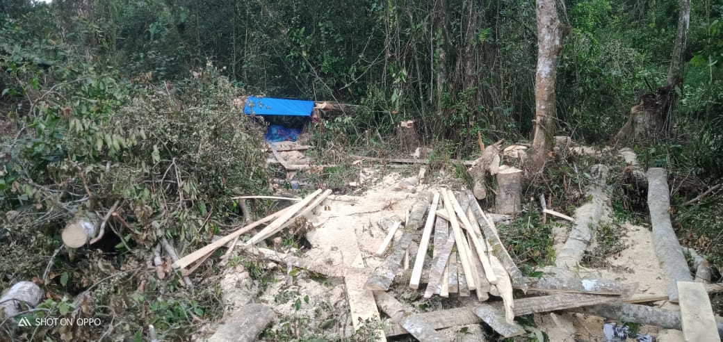 Bongkar Kasus Illegal Logging Danau Tinggi, Tamid Diancam