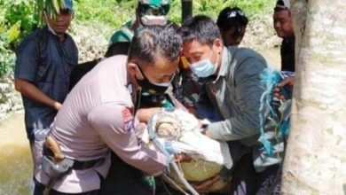 Geger!!! Evakuasi Buaya Muara di Sungai Desa Talang Kerinci Geger!!! Evakuasi Buaya Muara di Sungai Desa Talang Kerinci