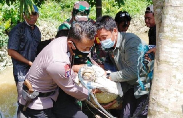 Geger!!! Evakuasi Buaya Muara di Sungai Desa Talang Kerinci