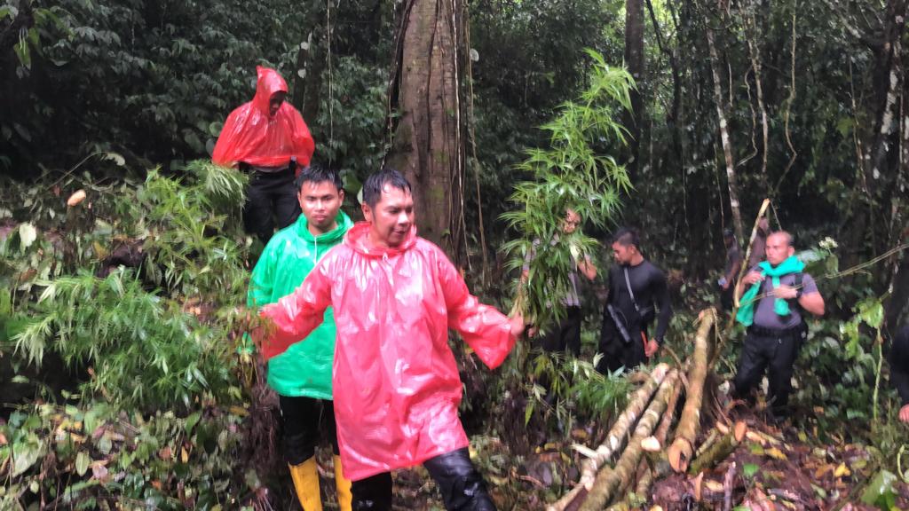 Video Saat Polisi Temukan Ladang Ganja di Lempur Kerinci