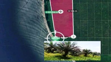 Ada Lahan Kebun Sawit 300 Hektar Dalam Kawasan HL di Inderapura Milik Murasman Ada Lahan Kebun Sawit 300 Hektar Dalam Kawasan HL di Inderapura Milik Murasman