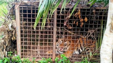 Harimau Pemangsa Ternak di Nalo Gedang Merangin Ditangkap Harimau Pemangsa Ternak di Nalo Gedang Merangin Ditangkap