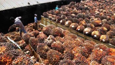 Harga TBS Sawit di Provinsi Jambi Anjlok